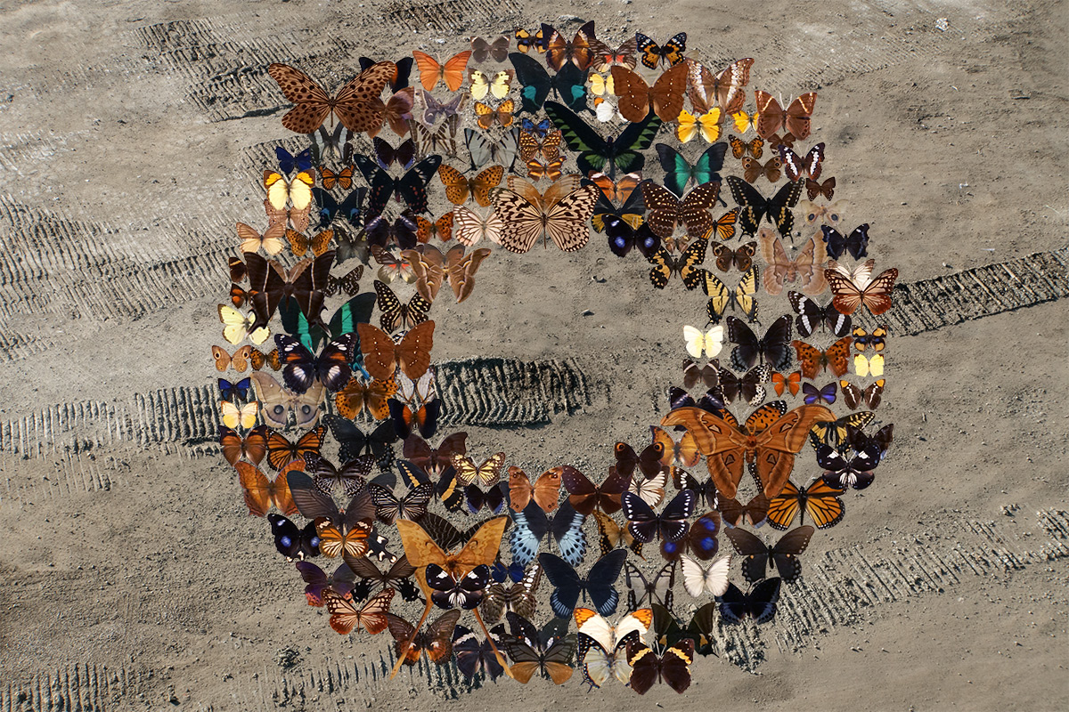 Butterflies are maybe the most favorable type of insects. Surely their existence in gardens is desirable unlike the less favorable ones. Human does not only shape the landscapes, also it garnishes the domesticated lands. This photo collage question the boundaries and existence of flora as a decision making process of human.