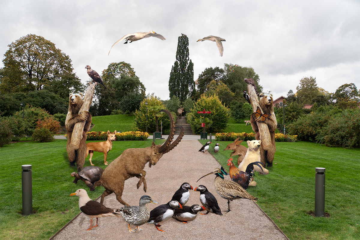 Animal bodies in a domesticated setting portray diminished wilderness and existence of ornamental entities. In the current epoch every being appears on landscapes seems reflects human desires. Desirable and Controlled environment is generated for desirable species in the world of human.