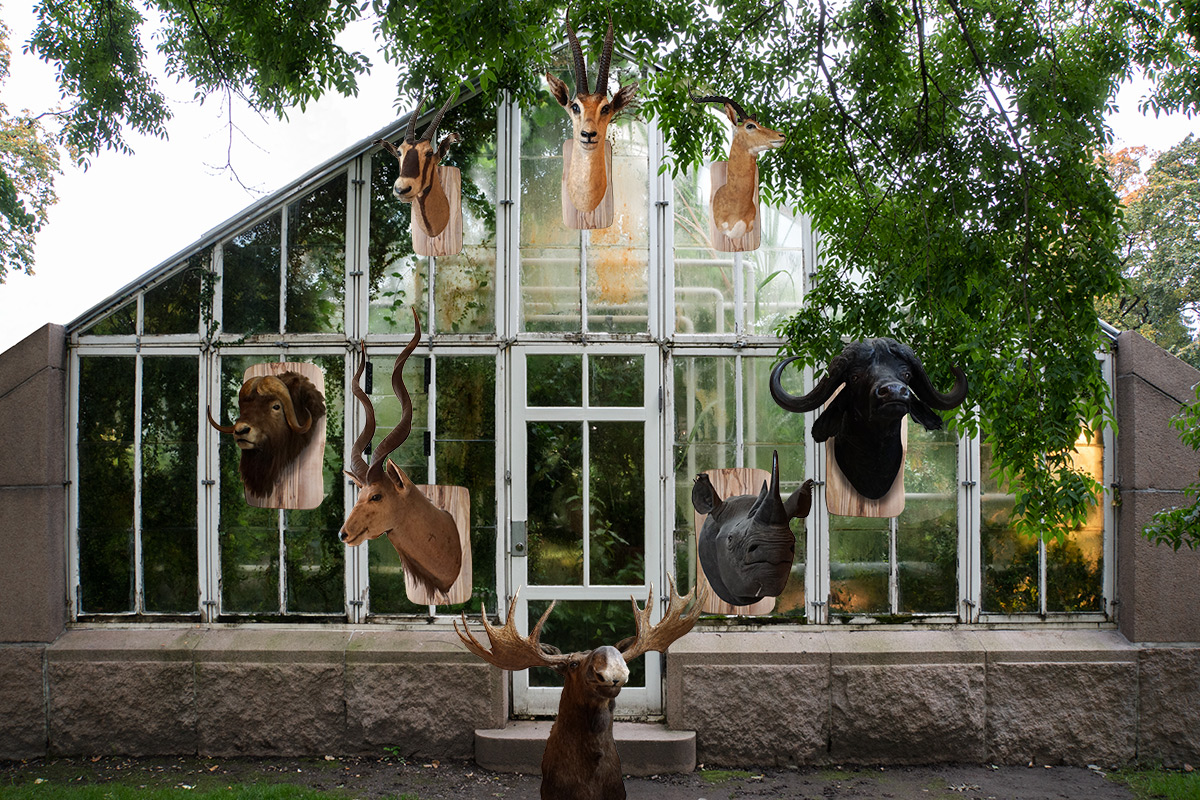 Animal heads as a visual representation of hunting portrays objectification of other species by human-being. These are representative elements of human glory against nature, wilderness and all other species.