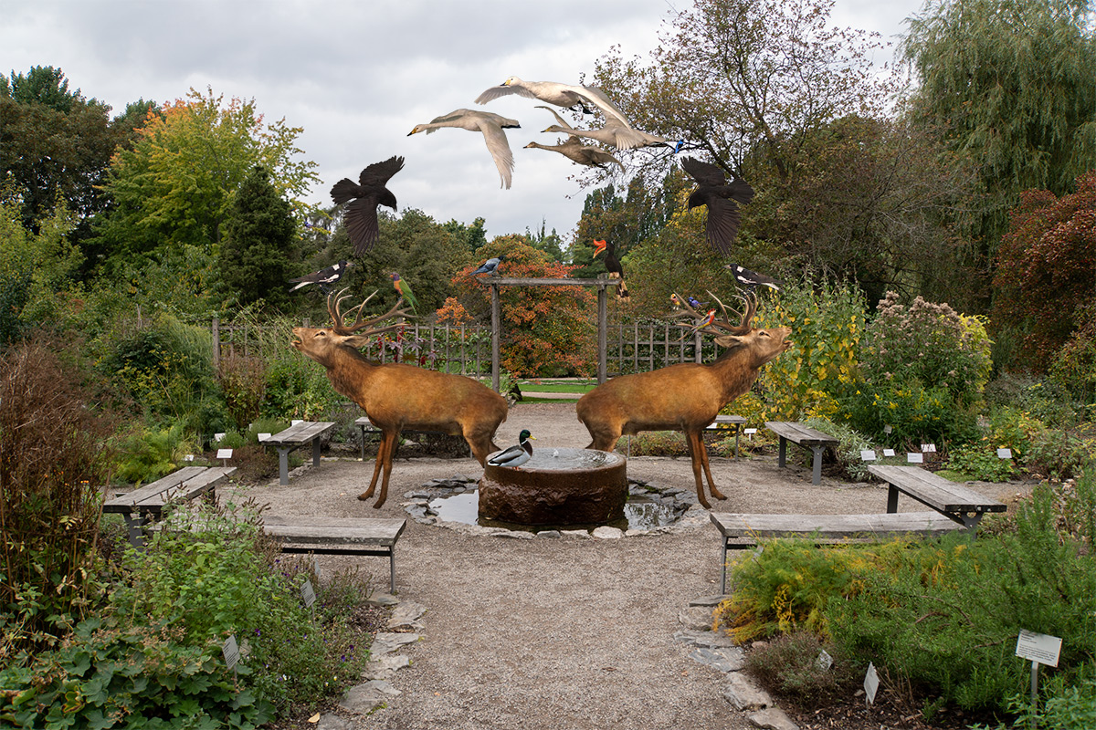 Branches of trees, herbs and other species of plants also demonstrate process of domestication. Genetic mutations, symmetrical arrangements and designed gardens remind me interwined relationship between cultural and natural spheres. Fauna of today reflects production and consumption cycles of the food industry and human centered judgments of beauty.